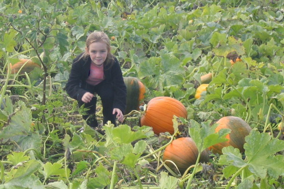 Download G&amp;M Farms Haunted Corn Maze Background