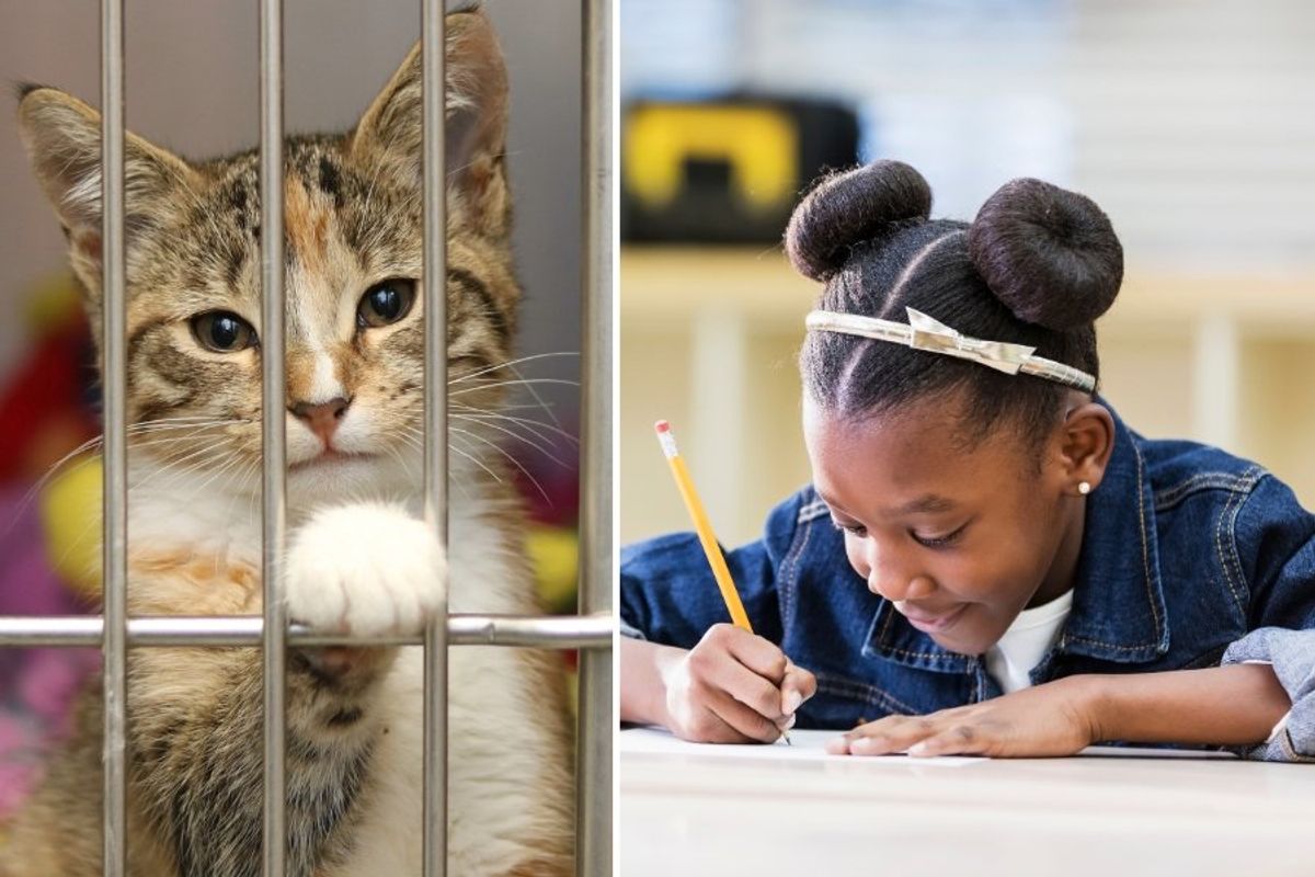 cat in a shelter, child writing