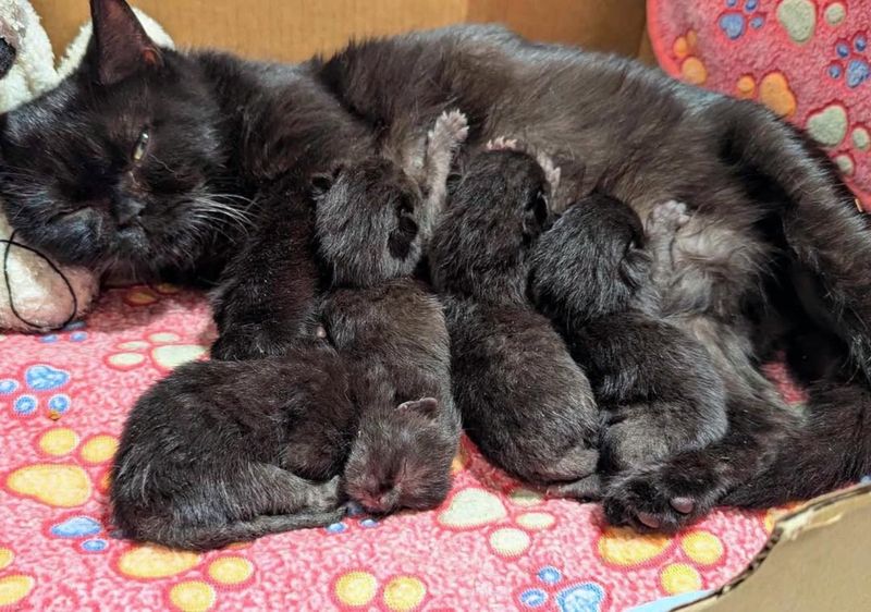 cat mother nursing newborn kittens