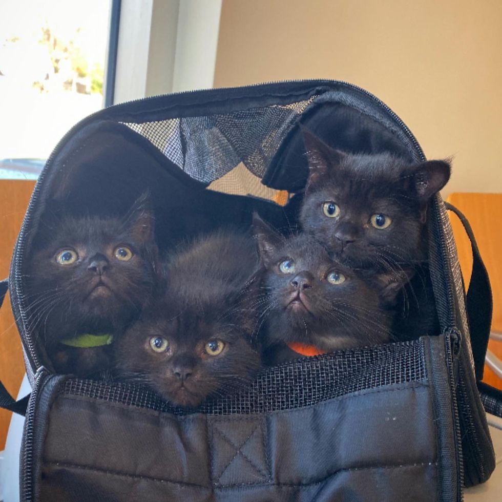 black kittens cute bundle