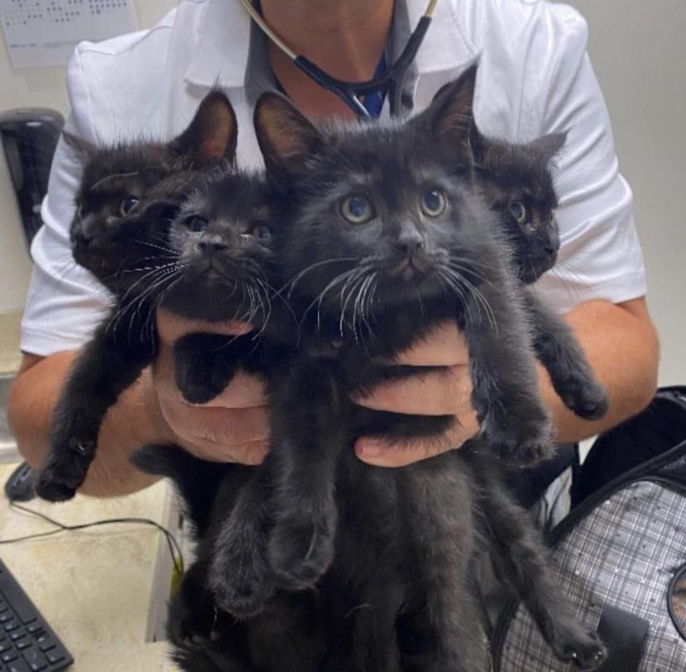 kitten bouquet panthers