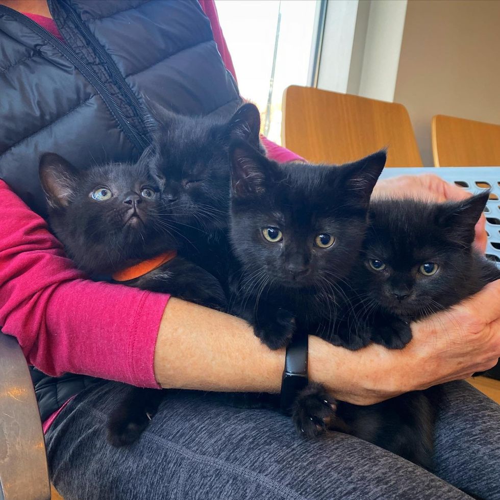 snuggly kittens lap cats