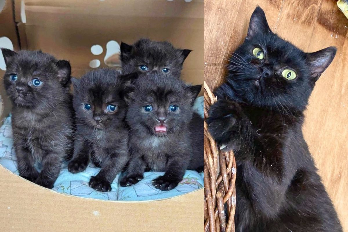 They Helped Cat But Didn't Know They Would Save 4 Kittens too, Who Would Grow into Cutest Little Shadows