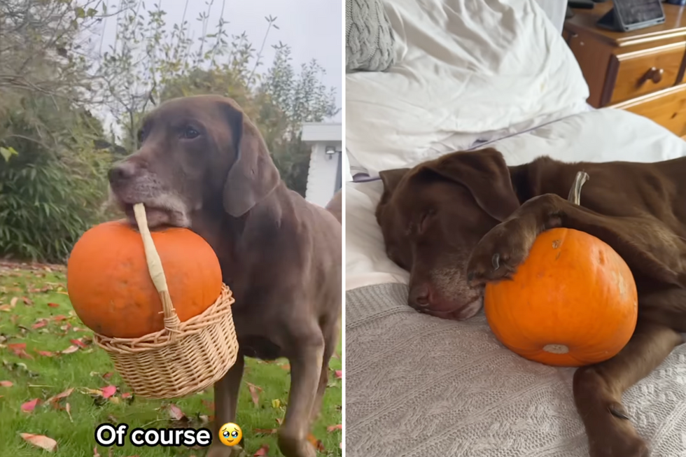 Sweetest dog ever chooses an 'emotional support pumpkin' each year