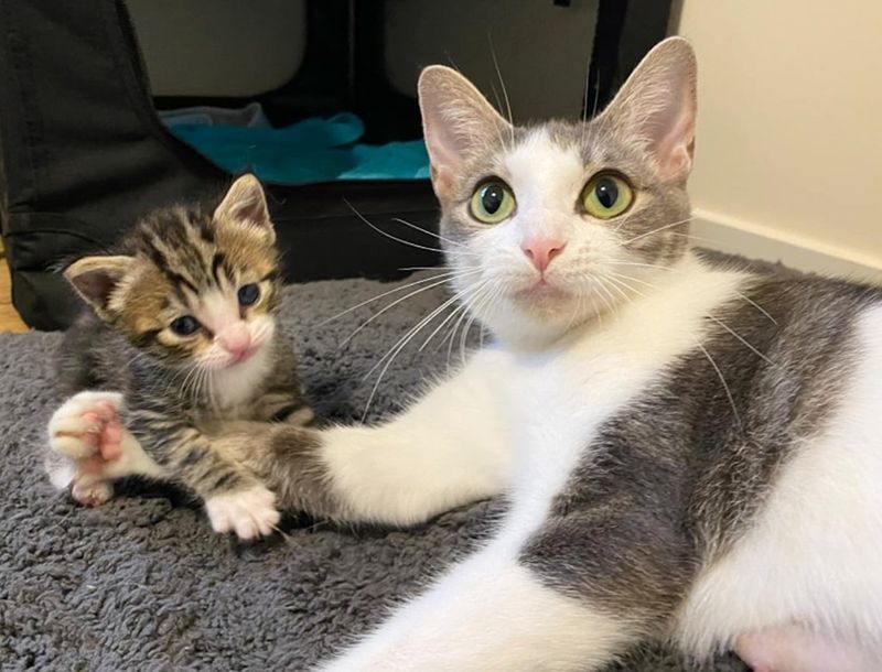 kitten cat hold paws