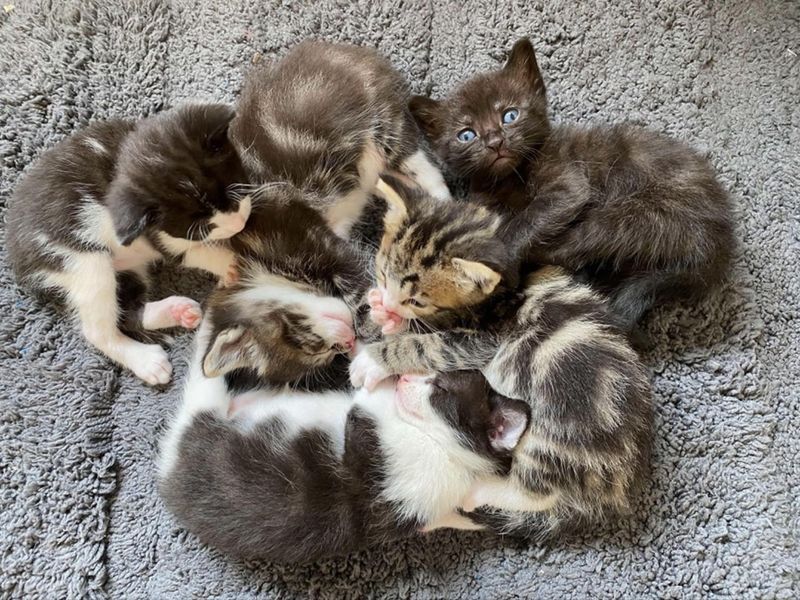 kittens pile sleeping cuddle