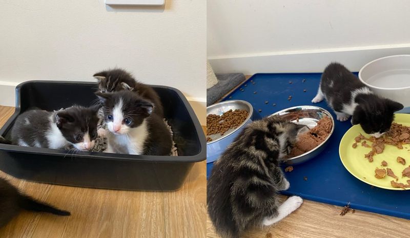 kittens learning litter food