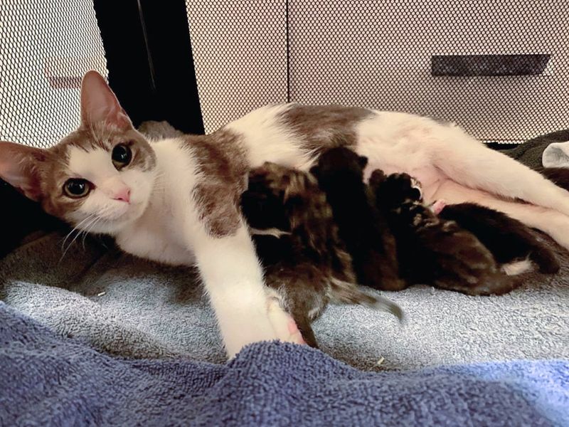 sweet cat nursing newborn kittens