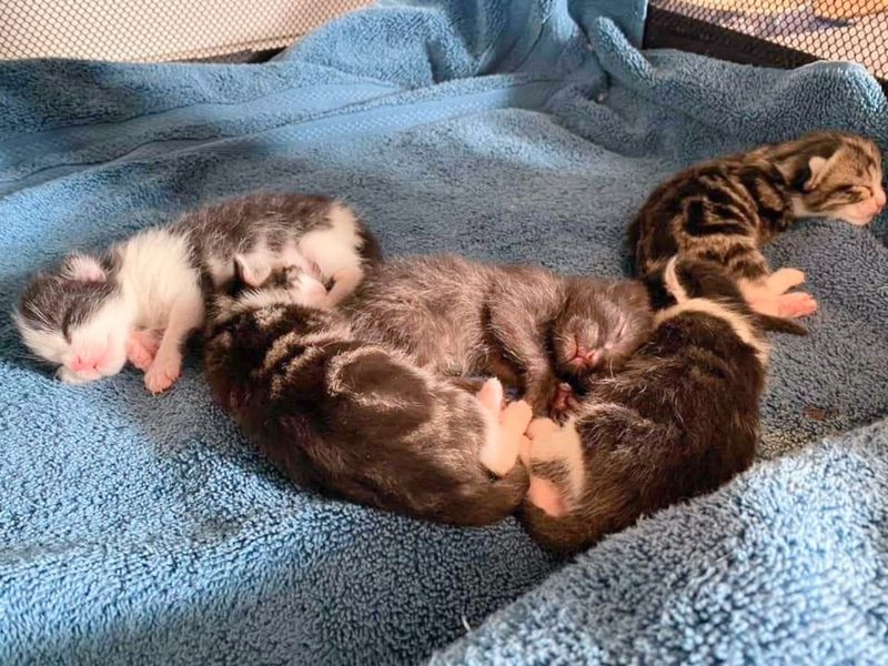 newborn kittens sleeping