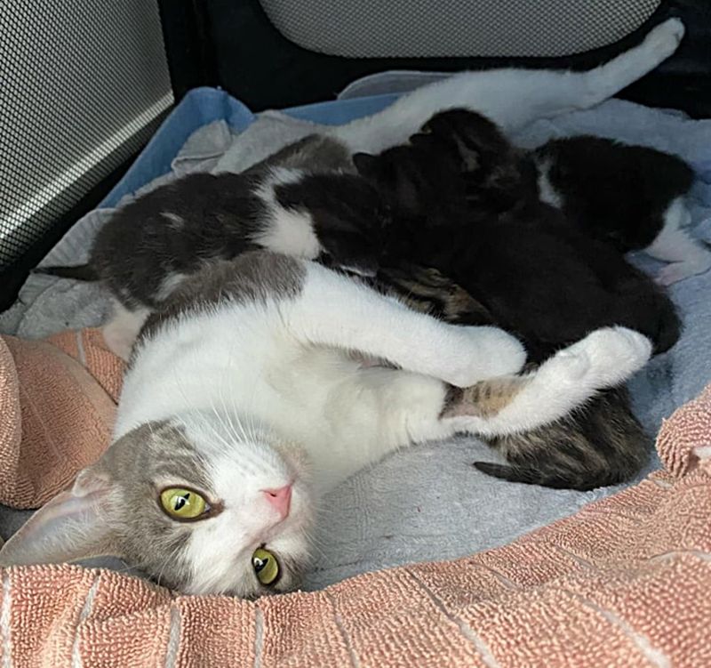 cat mom nursing kittens