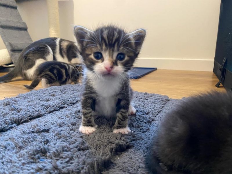 cute kitten white paws