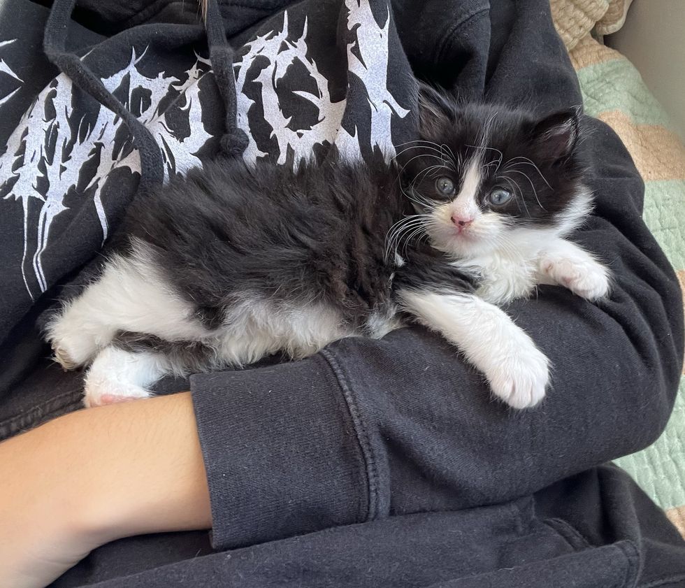 tuxedo kittens cuddling arms