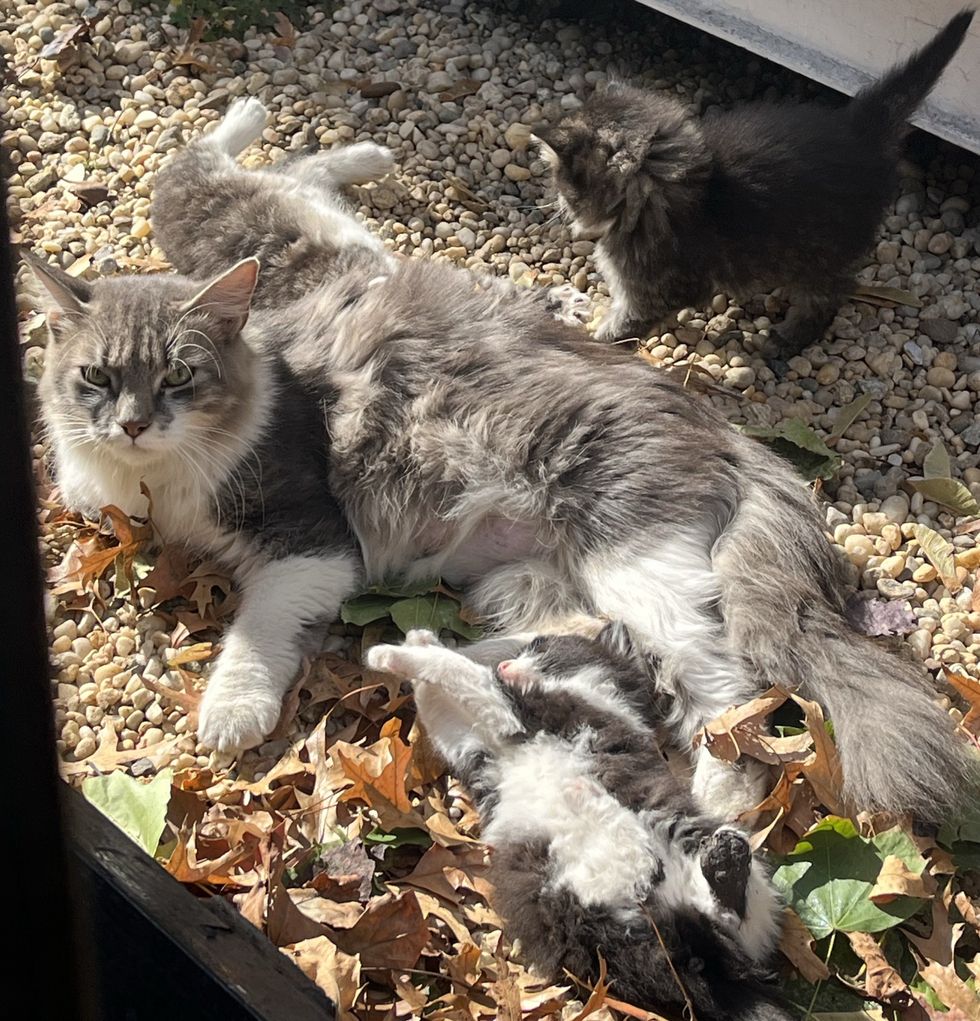 stray cat mom kittens