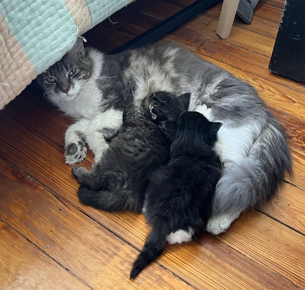 cat mom nursing kittens