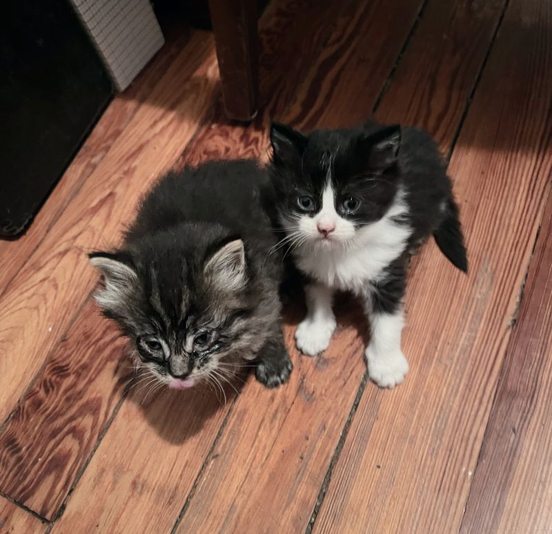 rescued kittens tabby tuxedo