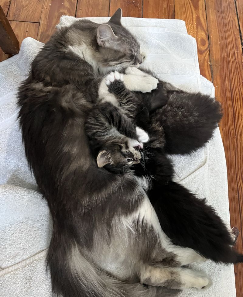 fluffy cat cuddling kittens