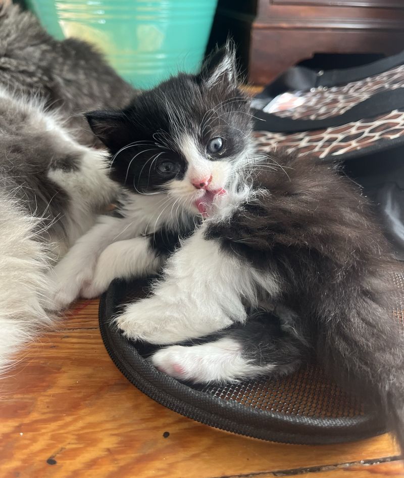 tuxedo kitten cute