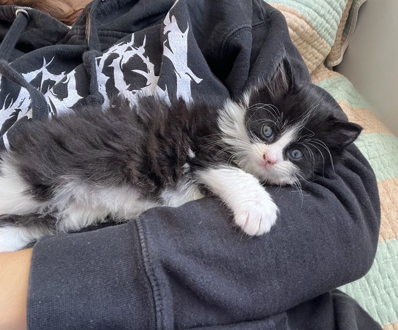 cuddly tuxedo kitten