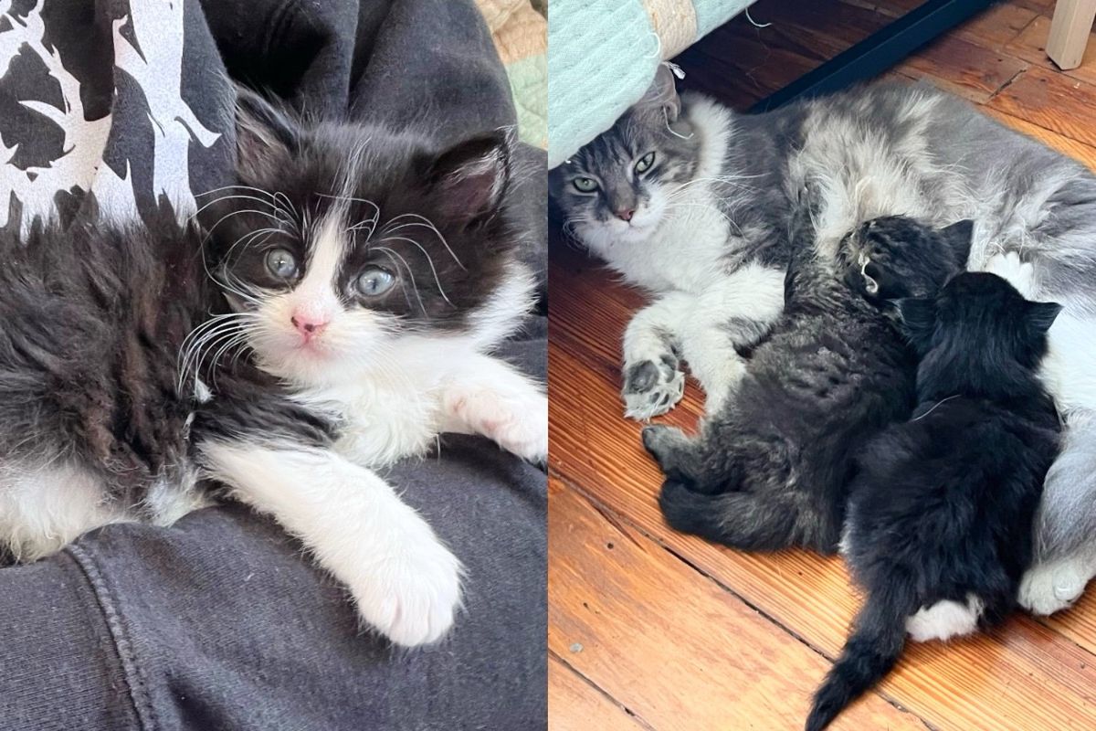 Woman Stops in Her Tracks When She Notices 3 Kittens and a Cat Near a Bakery, Needing Help