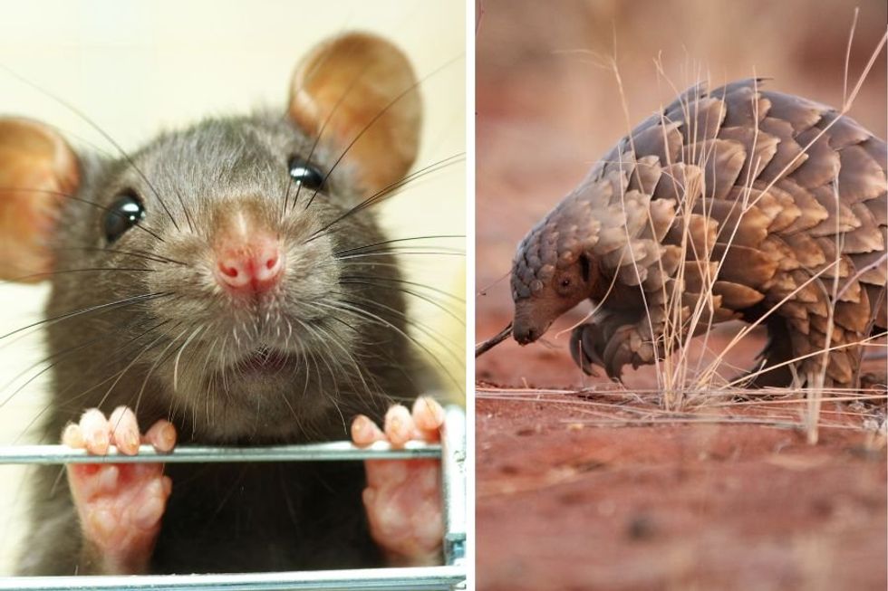 Scientists train giant rats to be detectives, sniffing out smuggled exotic animals