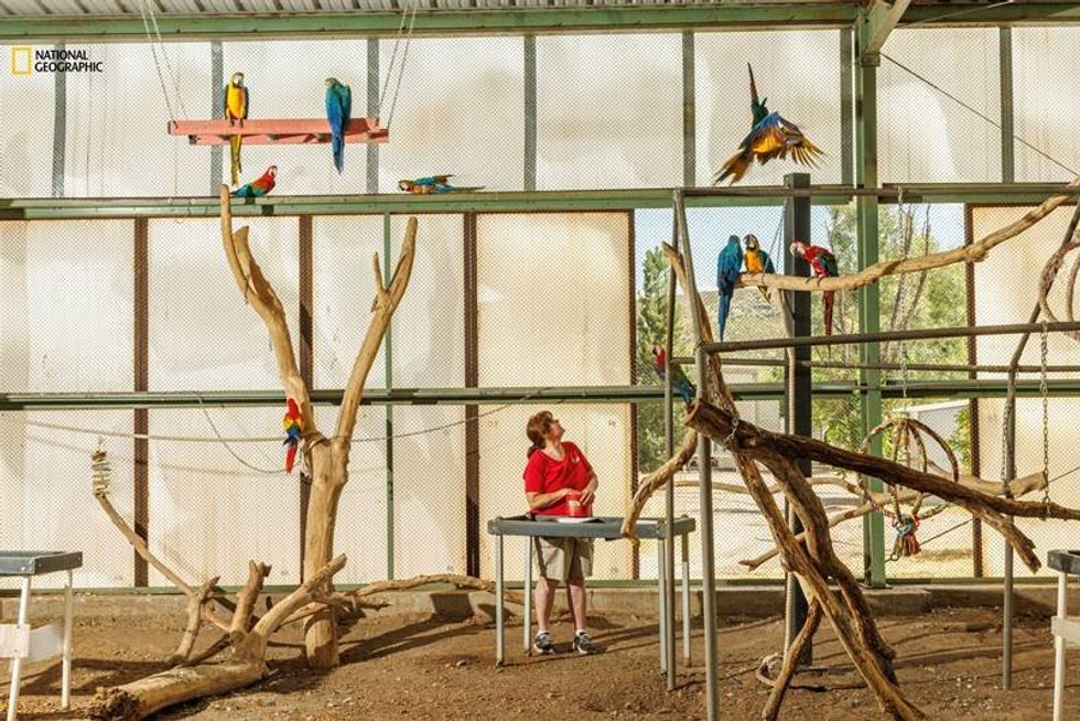 macaws, parrots, nat geo