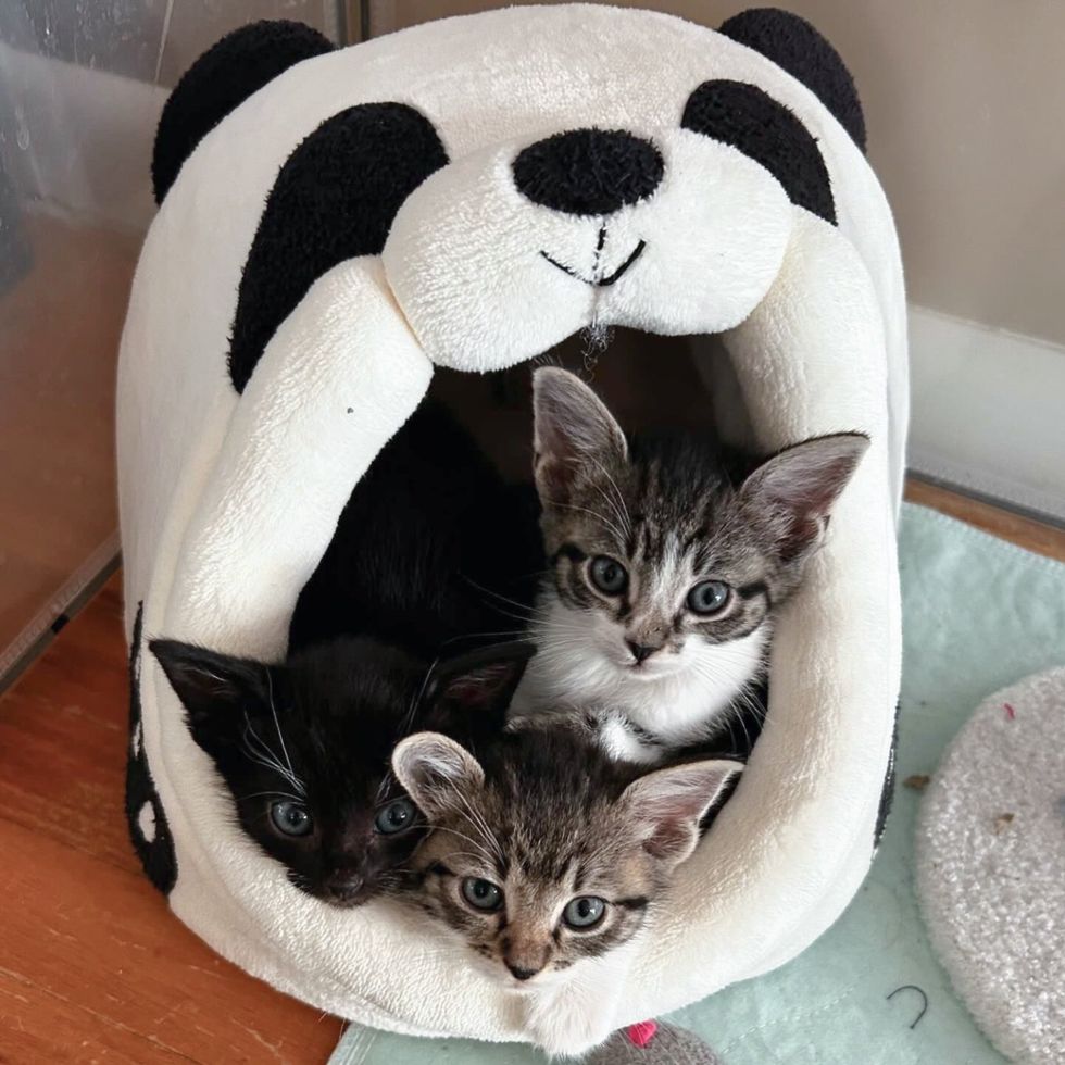 kittens big ears bed