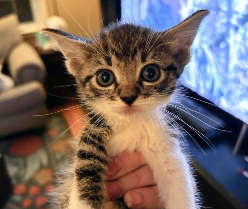 tiny kitten big eyes ears