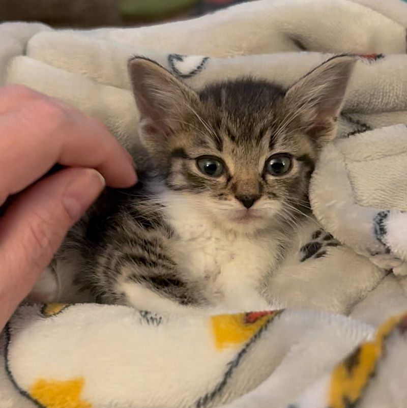 snuggly tiny kitten