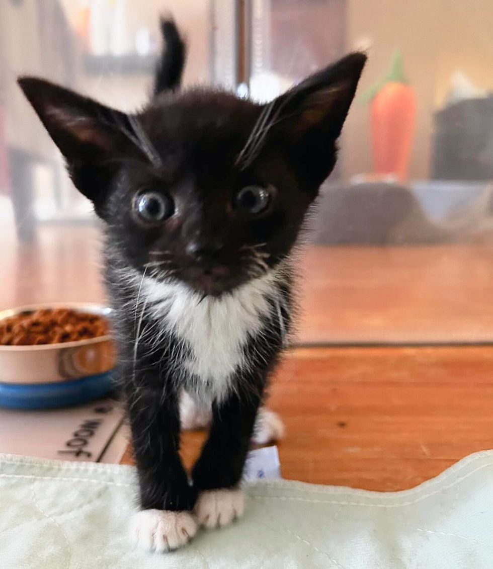 tuxedo kitten big ears