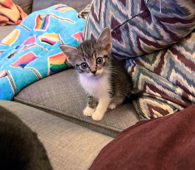 tiny kitten big ears couch