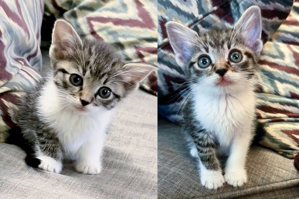 Kittens Move into Home for the First Time, One is Half the Size She Should Be But Keeps Pressing on