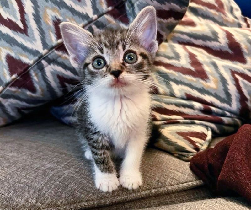 tiny kitten big ears