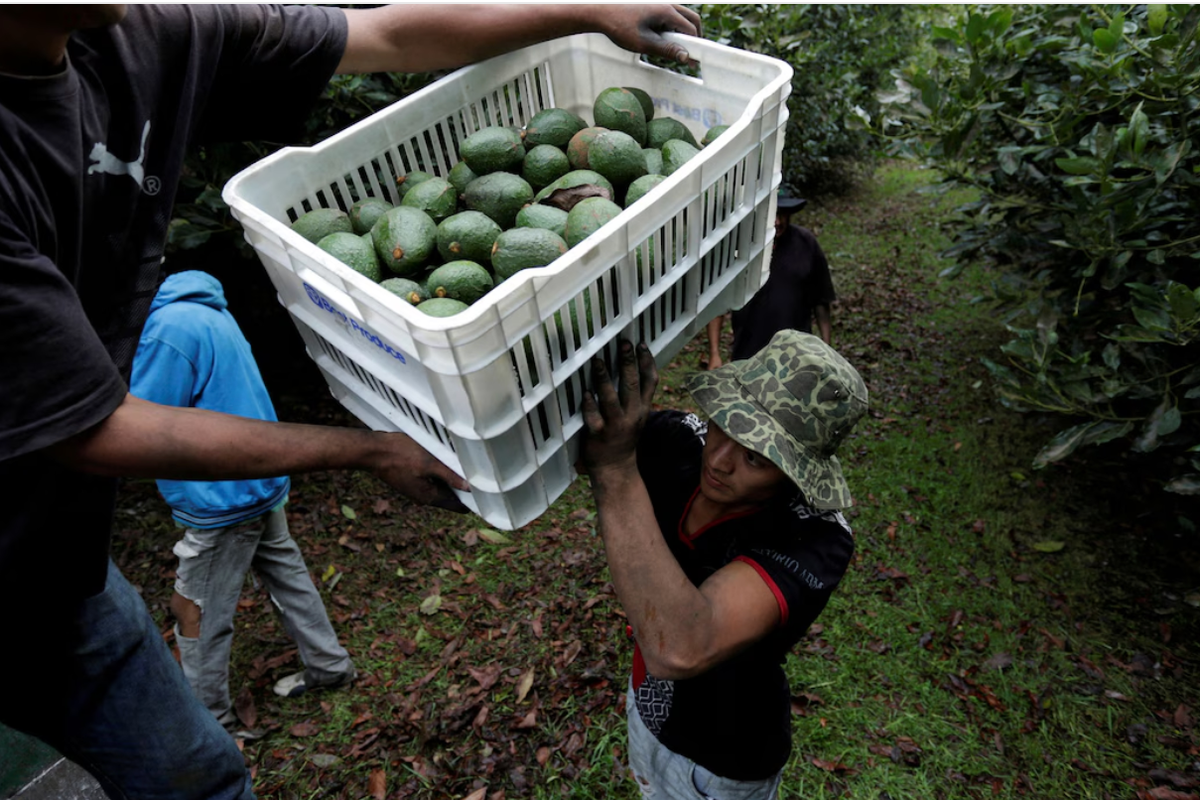 'Enjoy Your Cheap Avocados': Trump Vows Big Tariffs On Mexico And Canada