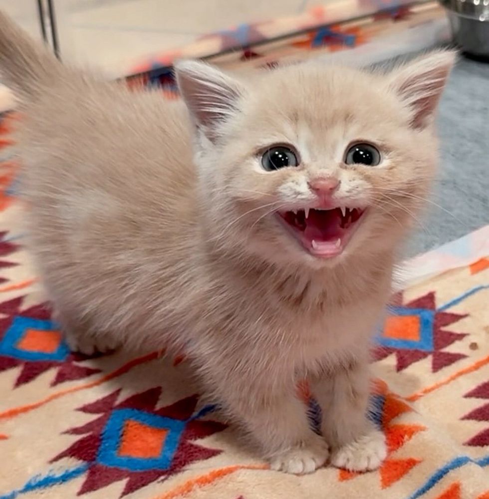 kitten meowing big eyes