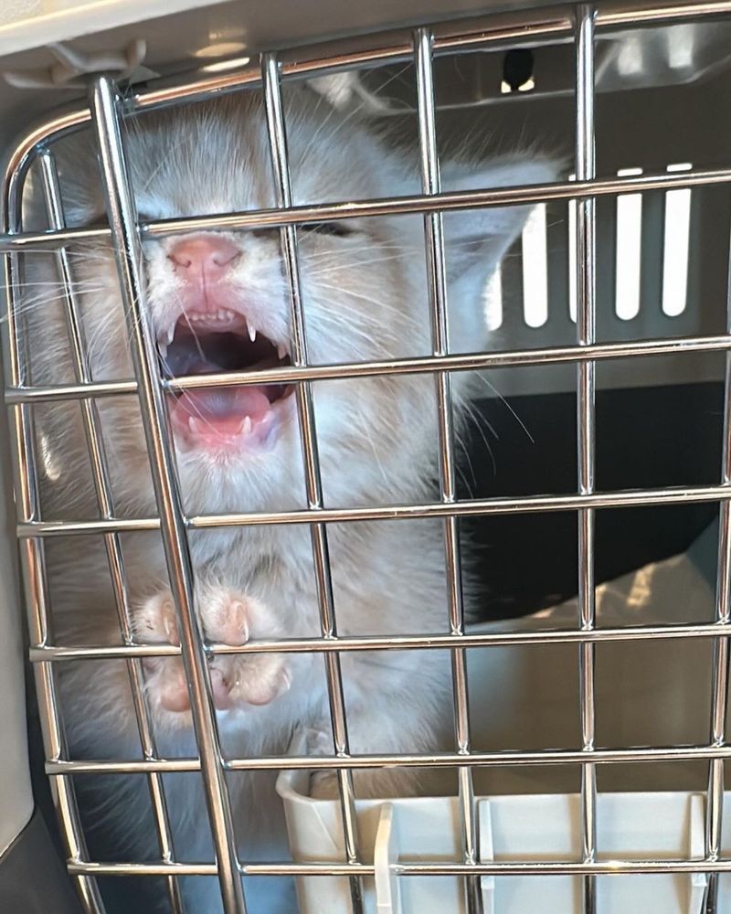 kitten screaming carrier