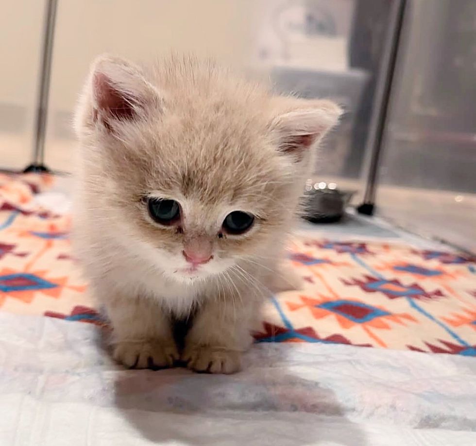 tiny kitten cream