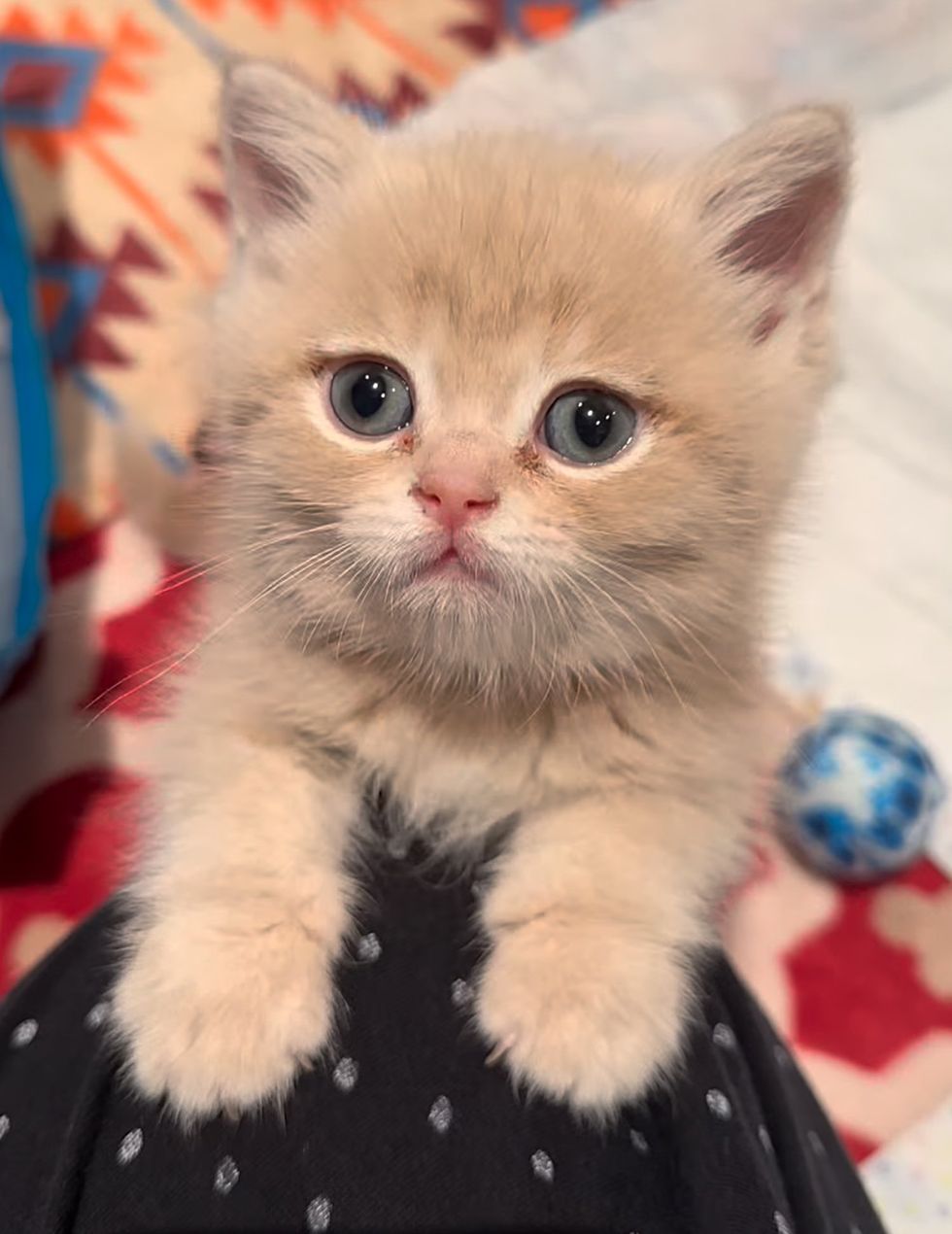 kitten cuddling leg