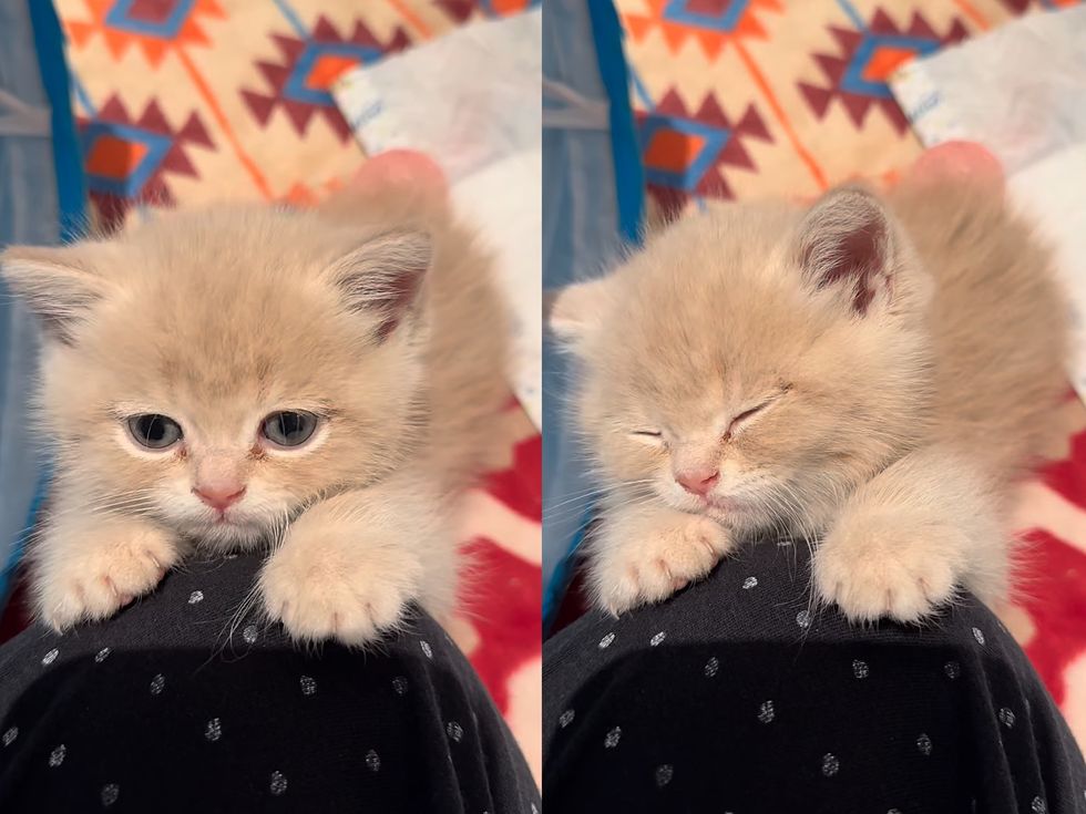 kitten falling asleep