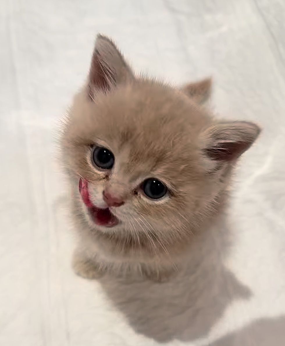 sweet kitten hungry