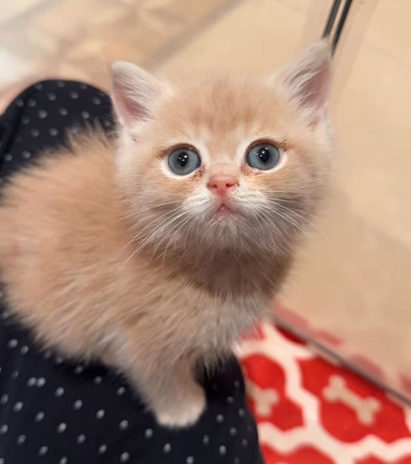 sweet kitten standing lap