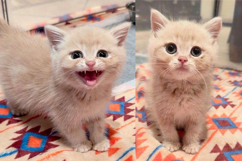 Kitten Begins 'Roaring' for Affection When Kind Person Lets Him in, Excited for What is to Come