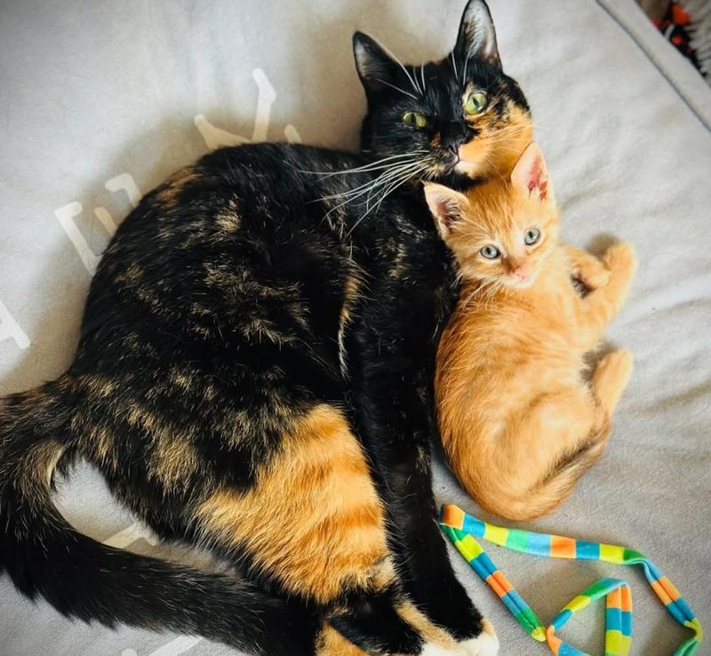 calico cat snuggles kitten