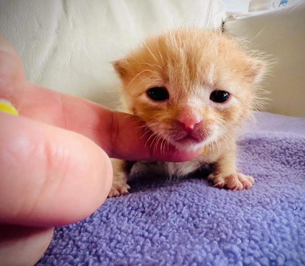 ginger kitten tiny