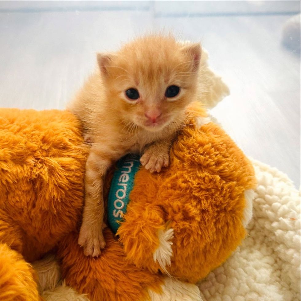 kitten snuggle toy