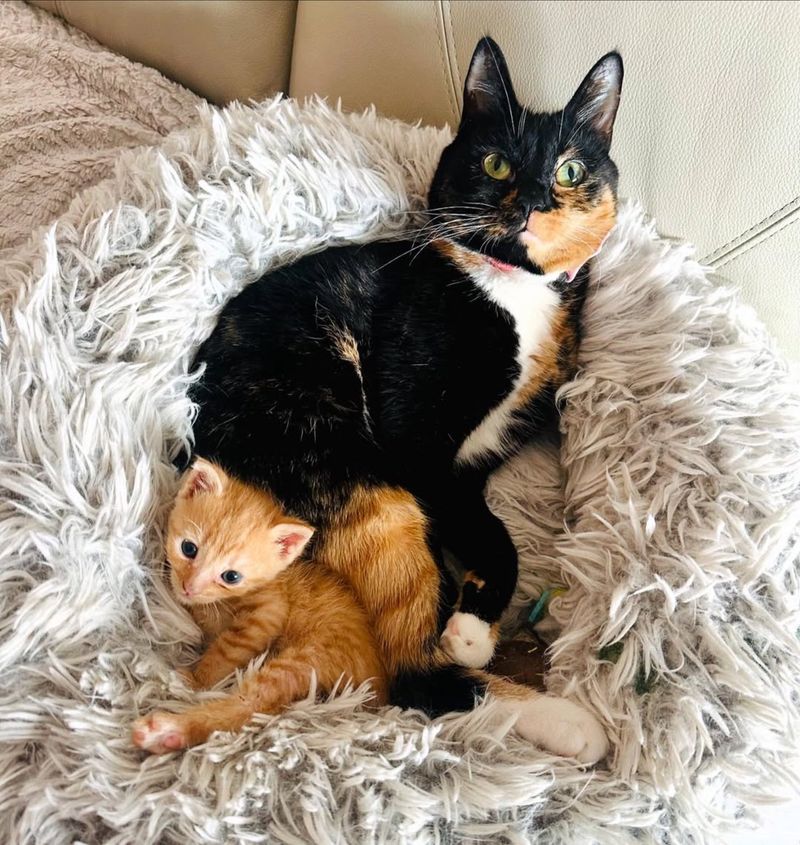 calico wobbly cat snuggles kitten