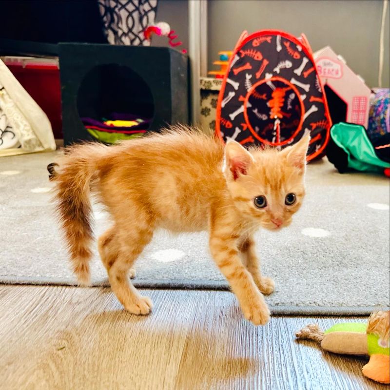 kitten puffed up fur