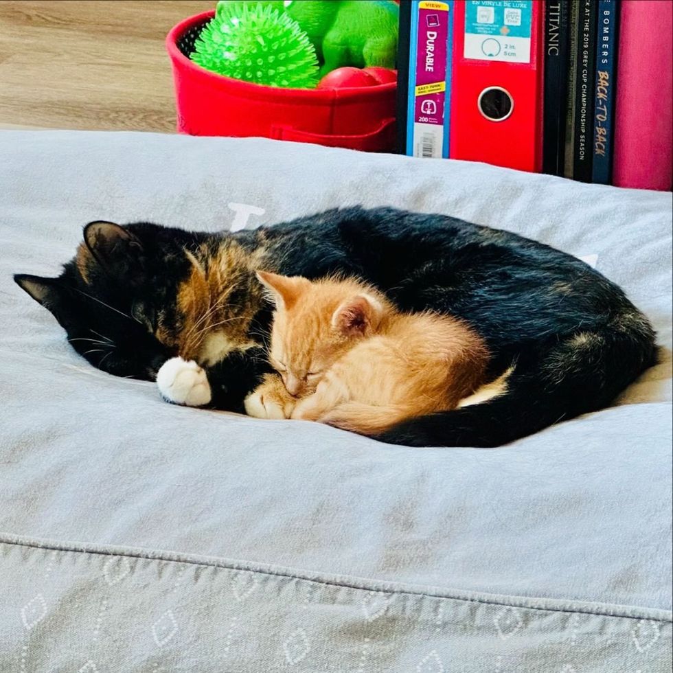 calico cat ginger kitten sleeping