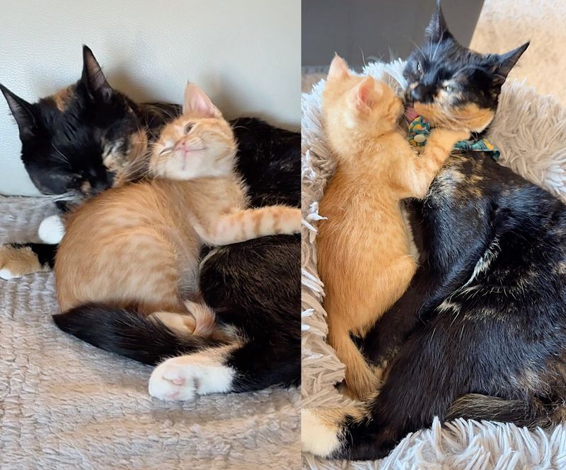 calico cat cuddles ginger kitten