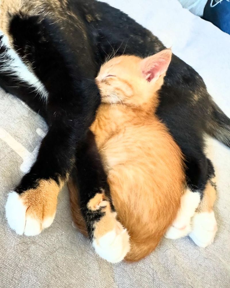 ginger kitten cuddles cat