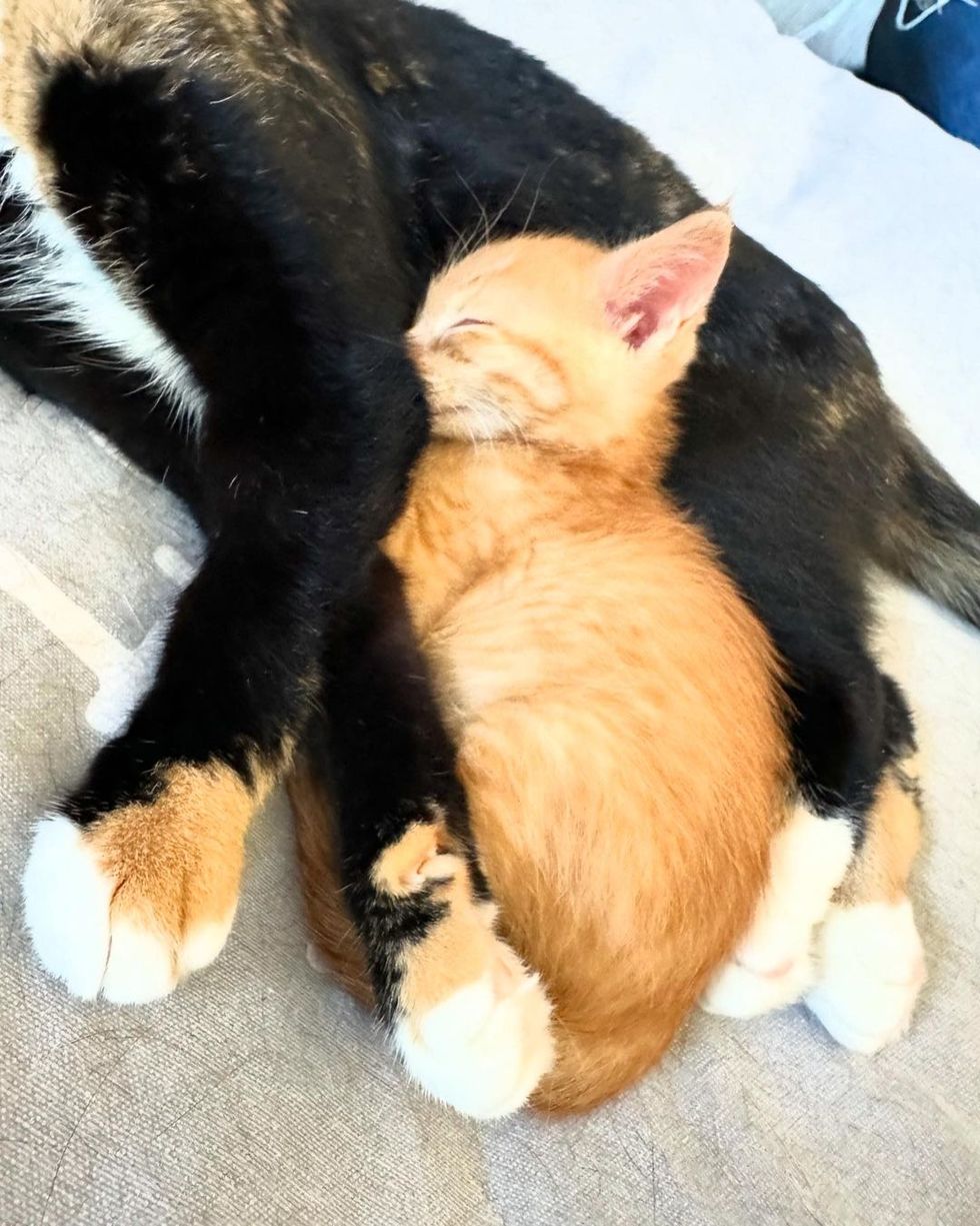 ginger kitten cuddles cat